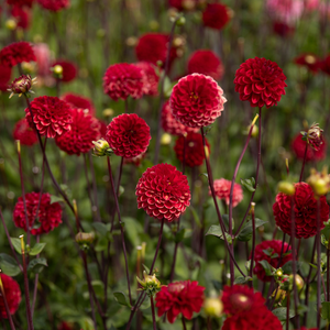 Dahlia 'Viking'