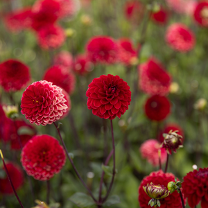 Dahlia 'Viking'