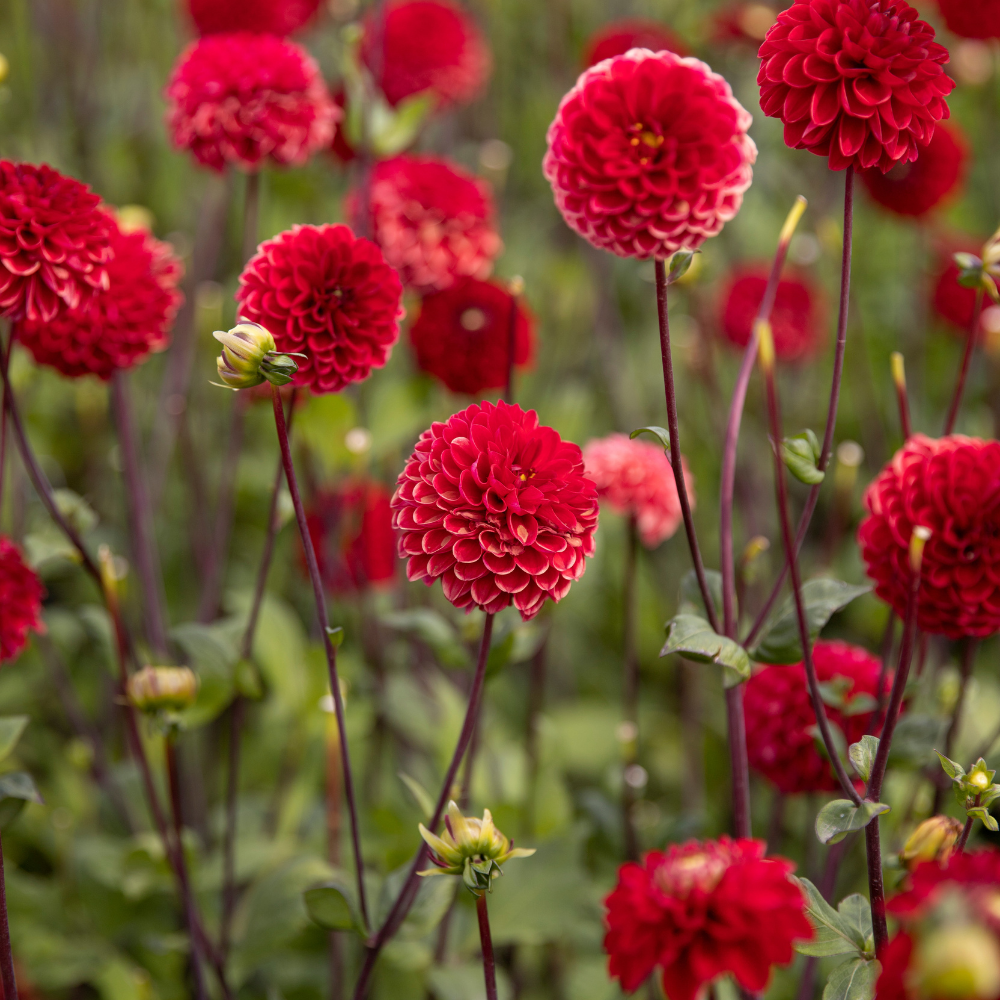 Dahlia 'Viking'