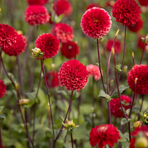 Dahlia 'Viking'