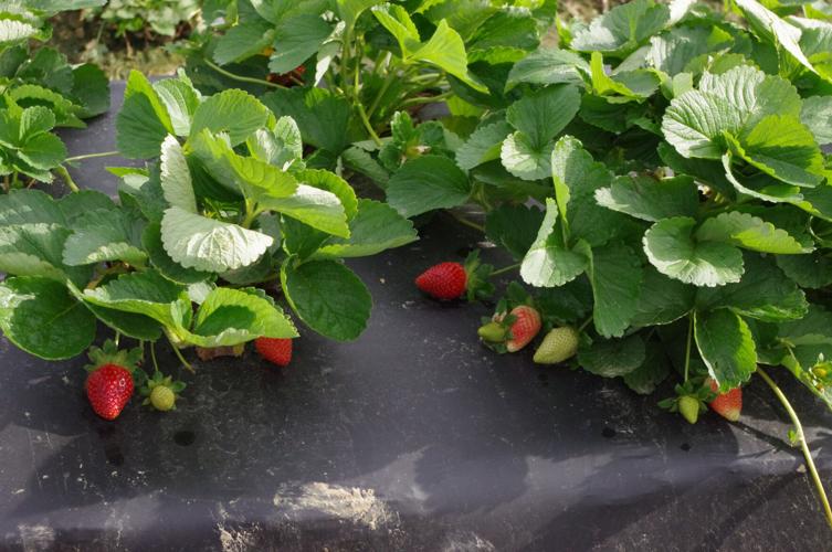 Colis fraises pleine terre, plants de 2 m² et tout le matériel de culture