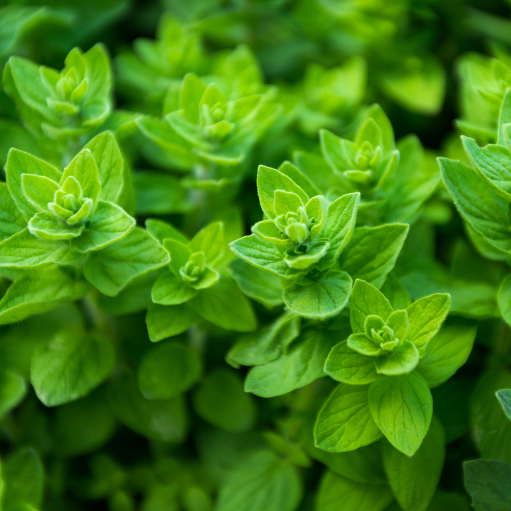 Oregano of wilde marjolein - P9 pot