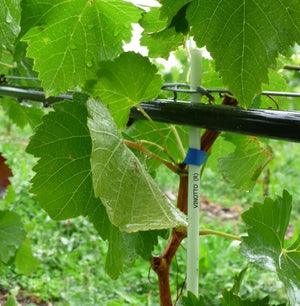 Bâton végétal Vinotto en fibre de verre épaisseur 7mm longueur 120 cm 