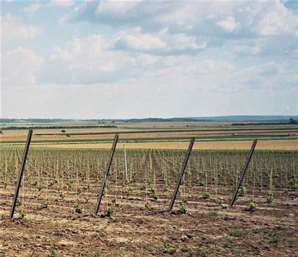 Plant stick Vinotto in fiberglass - 120 cm long