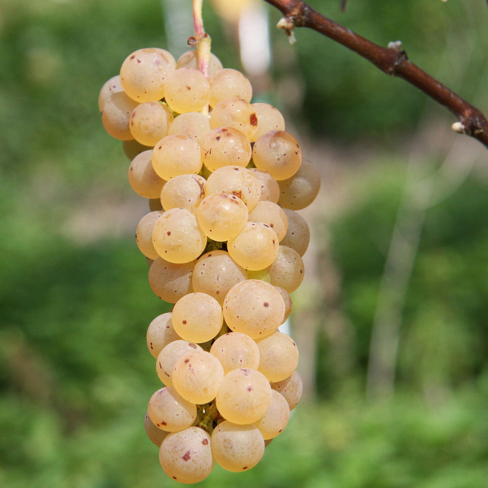 Vigne Johanniter sur porte-greffe SO4 (Piou - résistant)