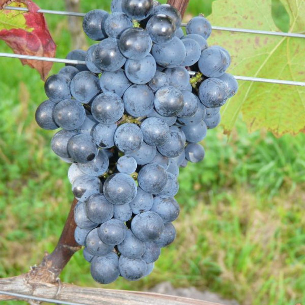 Prior vine on SO4 rootstock (Piwi - resistant)