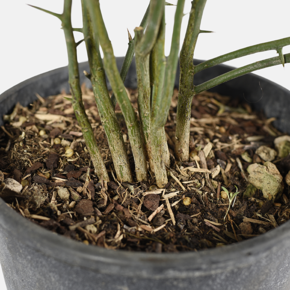 Wild lemon - Poncirus trifoliata