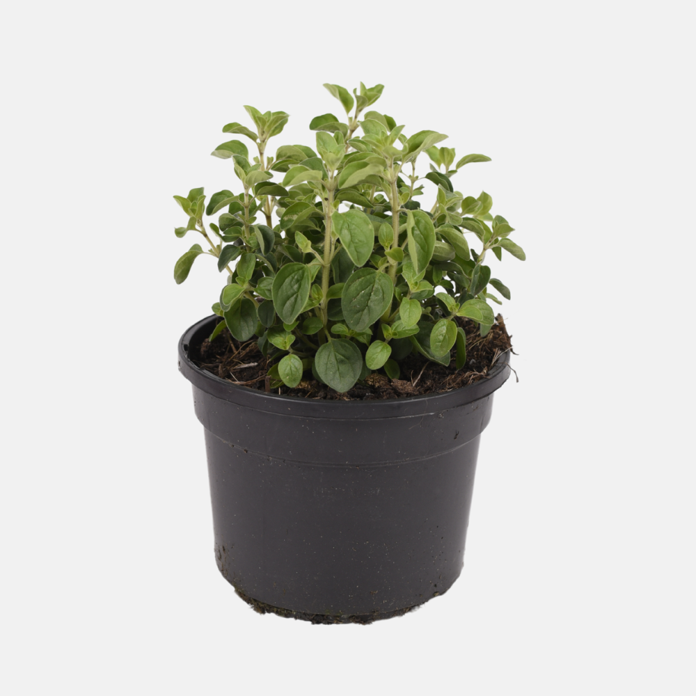 Wild marjoram/oregano (origanum vulgare) BIO