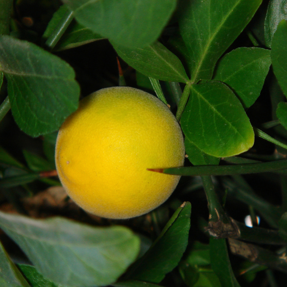 Wilde citroen - Poncirus trifoliata