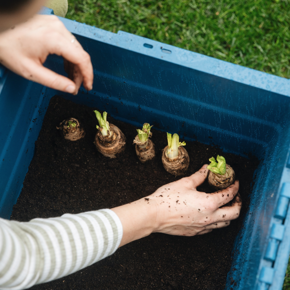 Chicory growing set - Growing tray and 50 chicory roots 