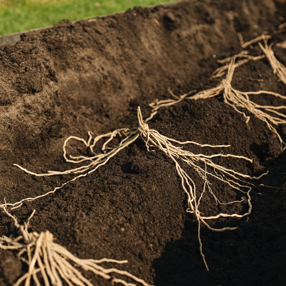 Asperges blanches et vertes 'Prius' BIO