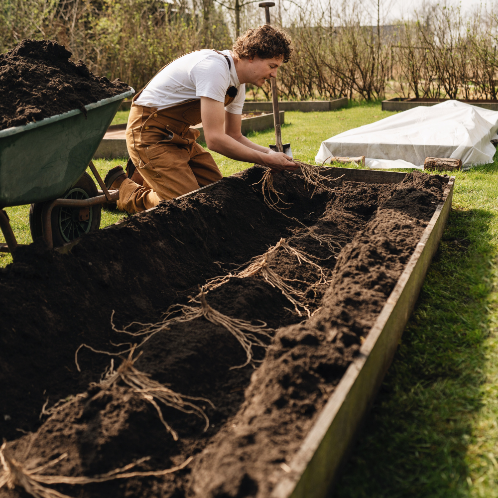 Asperges blanches et vertes 'Prius' BIO