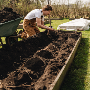 Asperges blanches et vertes 'Prius' BIO