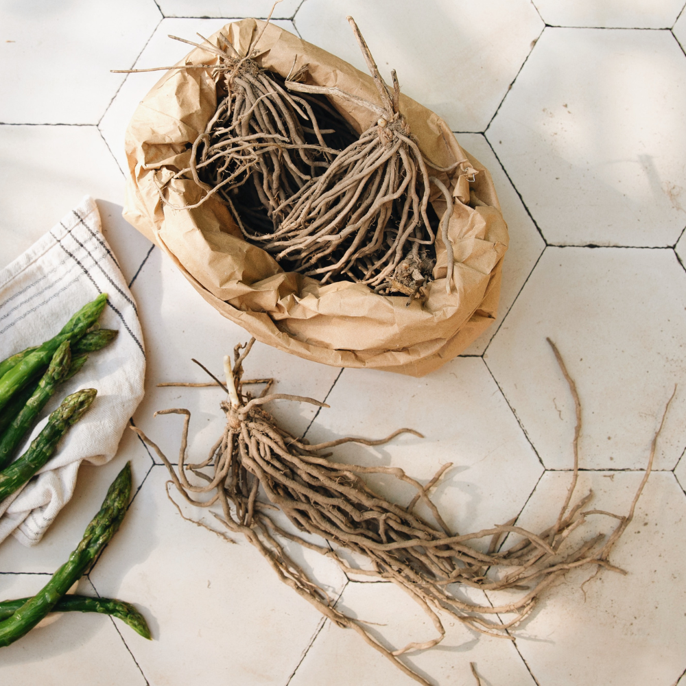 Asperges blanches et vertes 'Prius' BIO