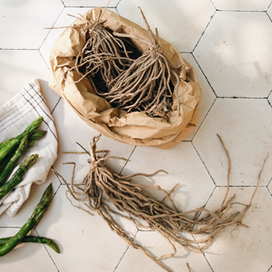 Asperges blanches et vertes 'Prius' BIO