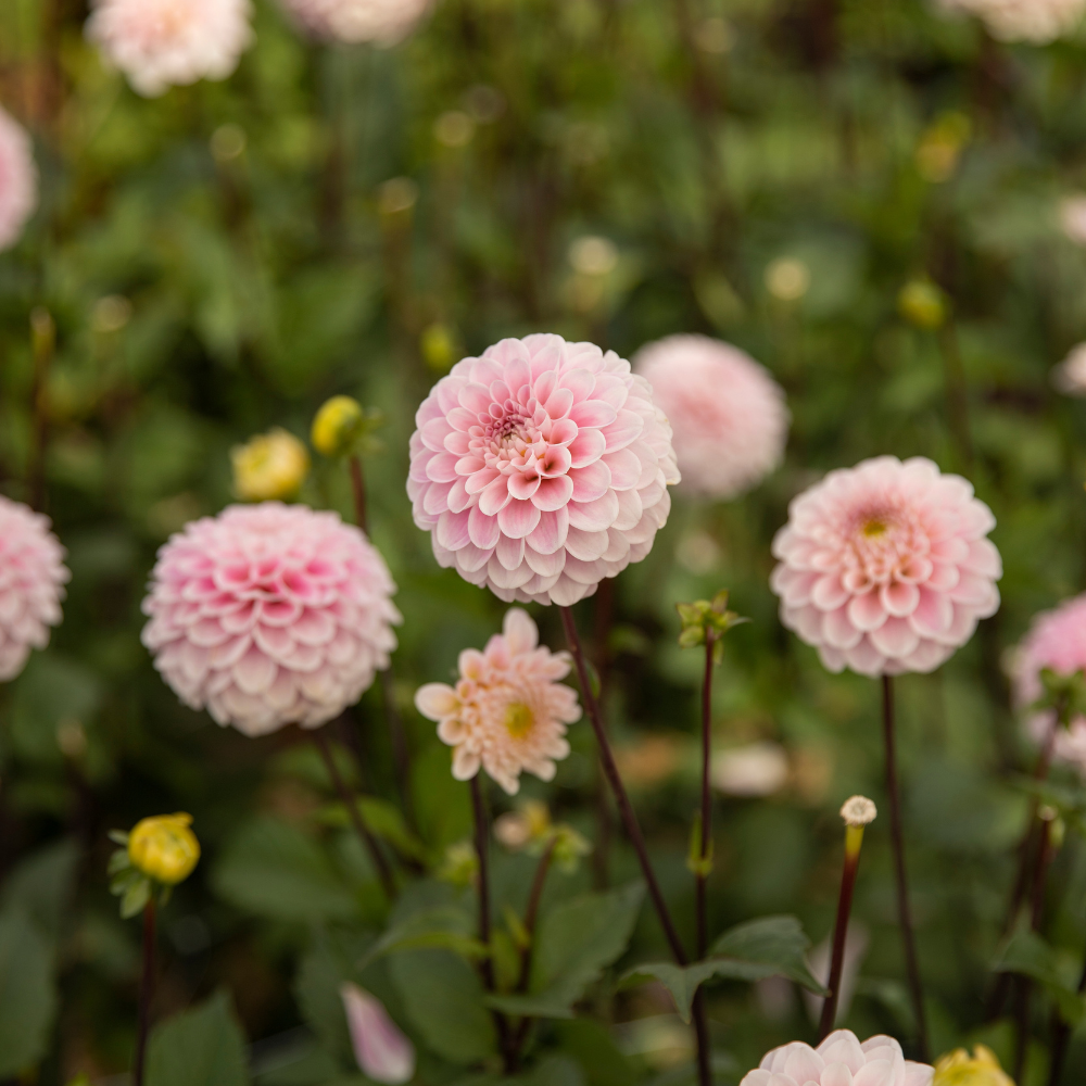 Dahlia 'Wizard of Oz'