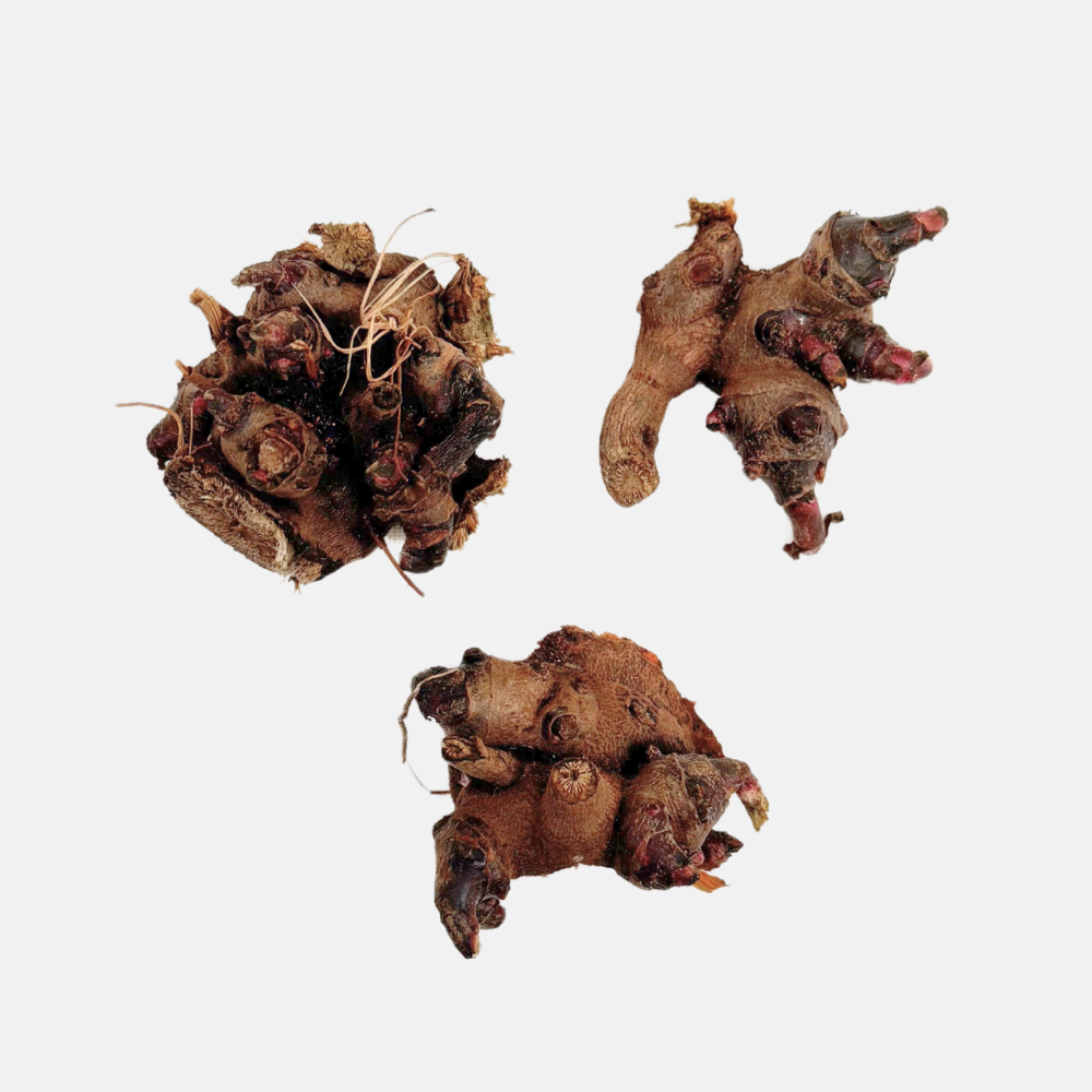 Tubercule Tubercule de culture de racine de yacon ou de pommier BIO - 1 pièce ...
