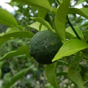 Citrusboom yuzu - Geënt
