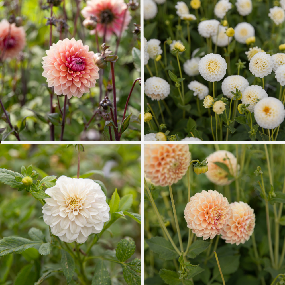 Dahlia package 'Soft summer' 