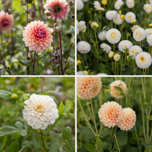 Dahlia package 'Soft summer' 