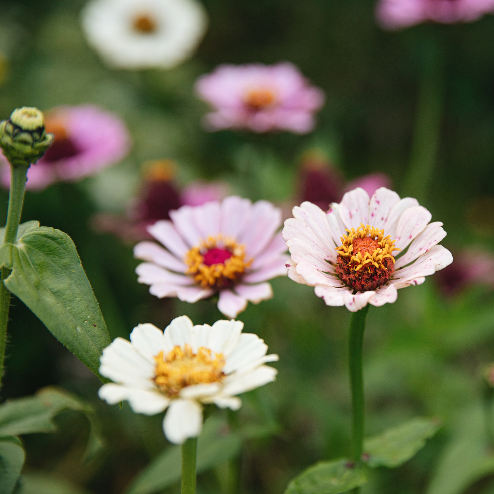 Zinnia elegans - 'Peaches &amp; Cream'