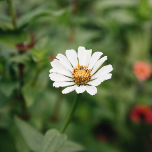 Zinnia elegans - Cream