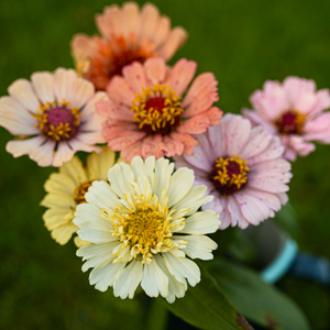 Zinnia elegans – Pfirsiche und Sahne