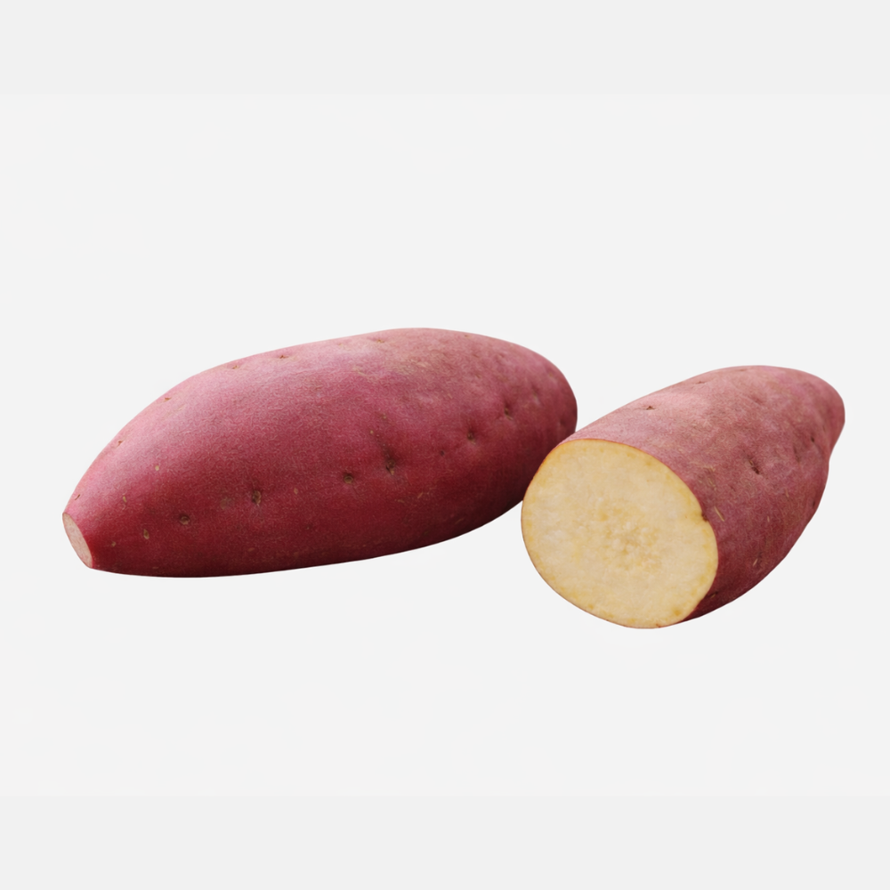 Witte zoete aardappel knol 'Erato' - 1 stuk