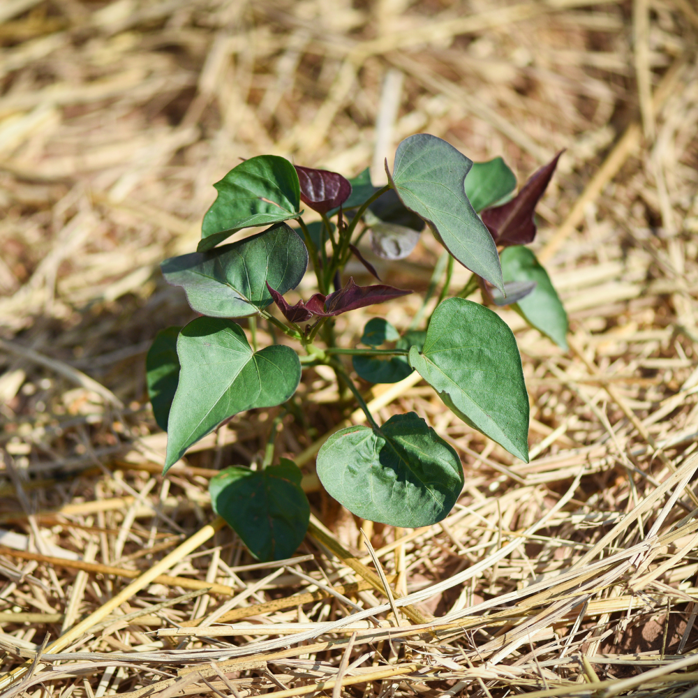 Witte zoete aardappel knol 'Purple 2' - 1 stuk