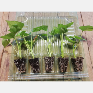 Zoete aardappel plantjes - Mix van 4 rassen (20 plantjes)