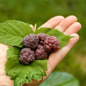 Violet framboise d'été 'Glen Coe'