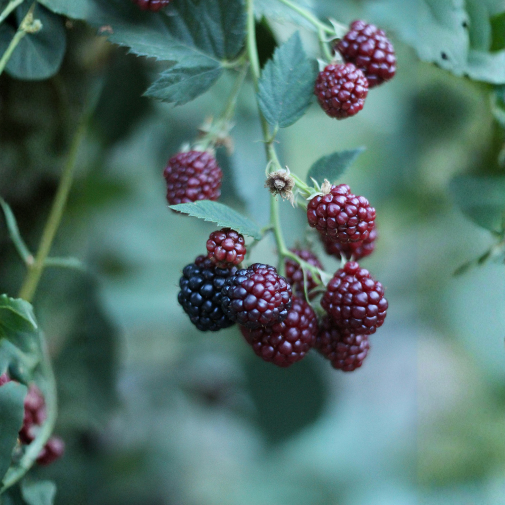 Summer raspberry purple 'Glen Coe'