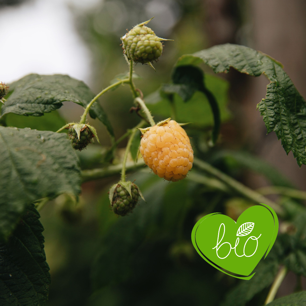 Framboisier d'été 'Golden Everest' BIO - Tardif