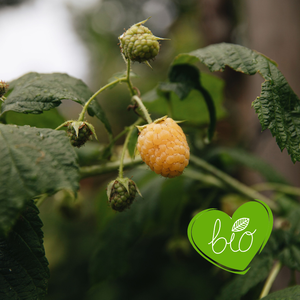 Framboisier d'été 'Golden Everest' BIO - Tardif