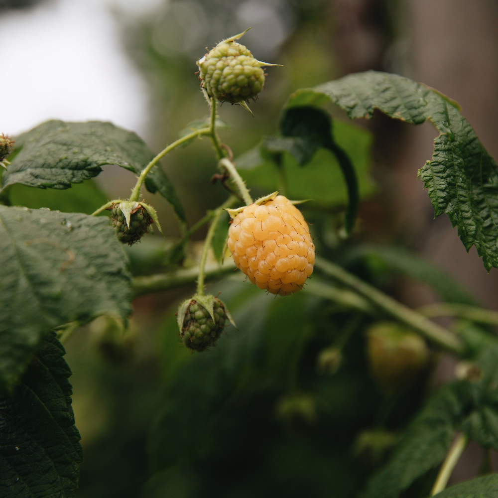 Framboise d'été 'Golden Everest' BIO