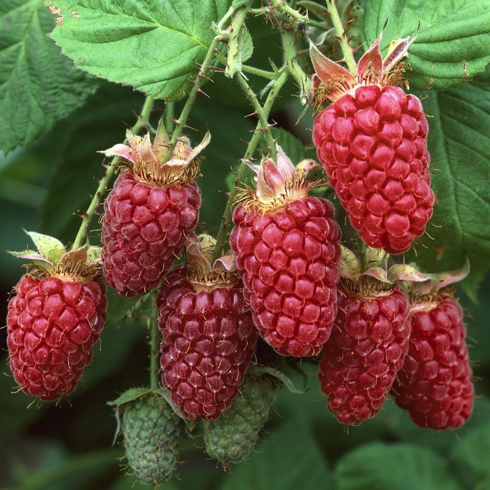 Framboise d'été sans épines 'Glen Ample'
