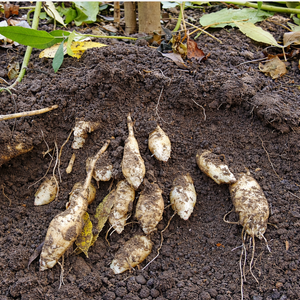 Sunroot (Helianthus strumosus) - 5 tubercules 