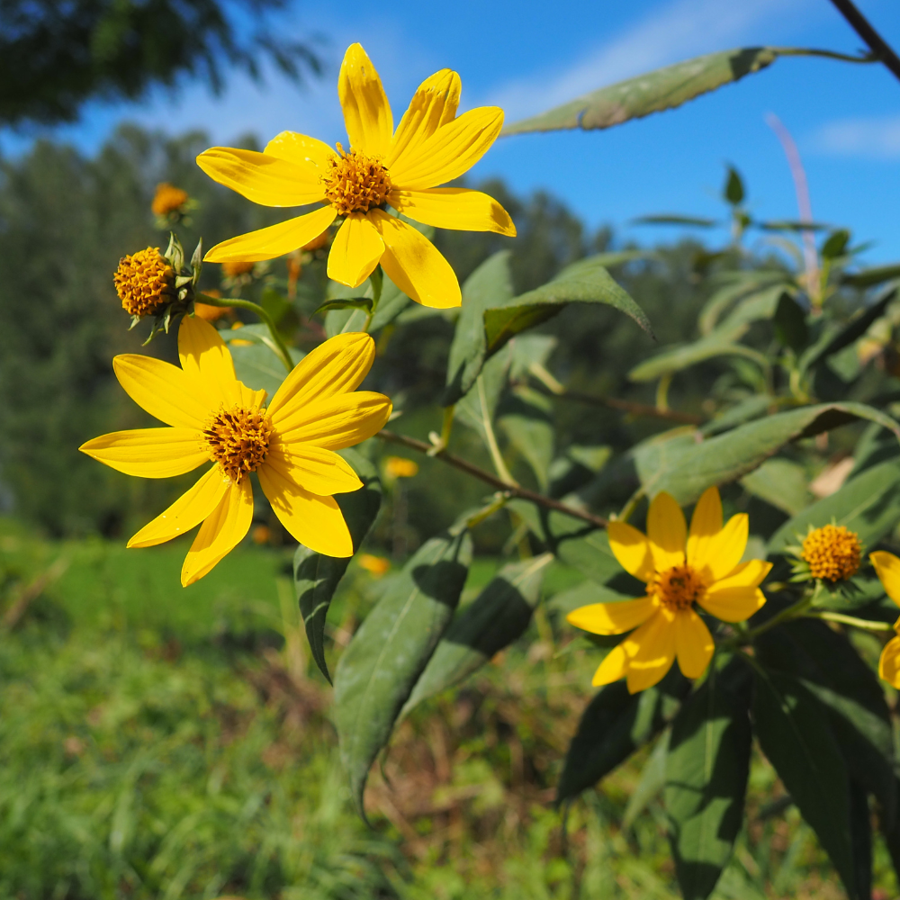 Sunroot (Helianthus strumosus) - 5 tubers