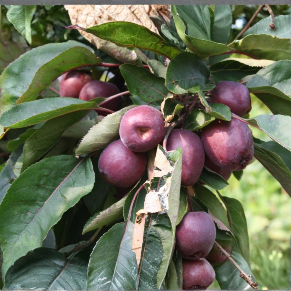 Apple tree 'Red leaf' columnar tree
