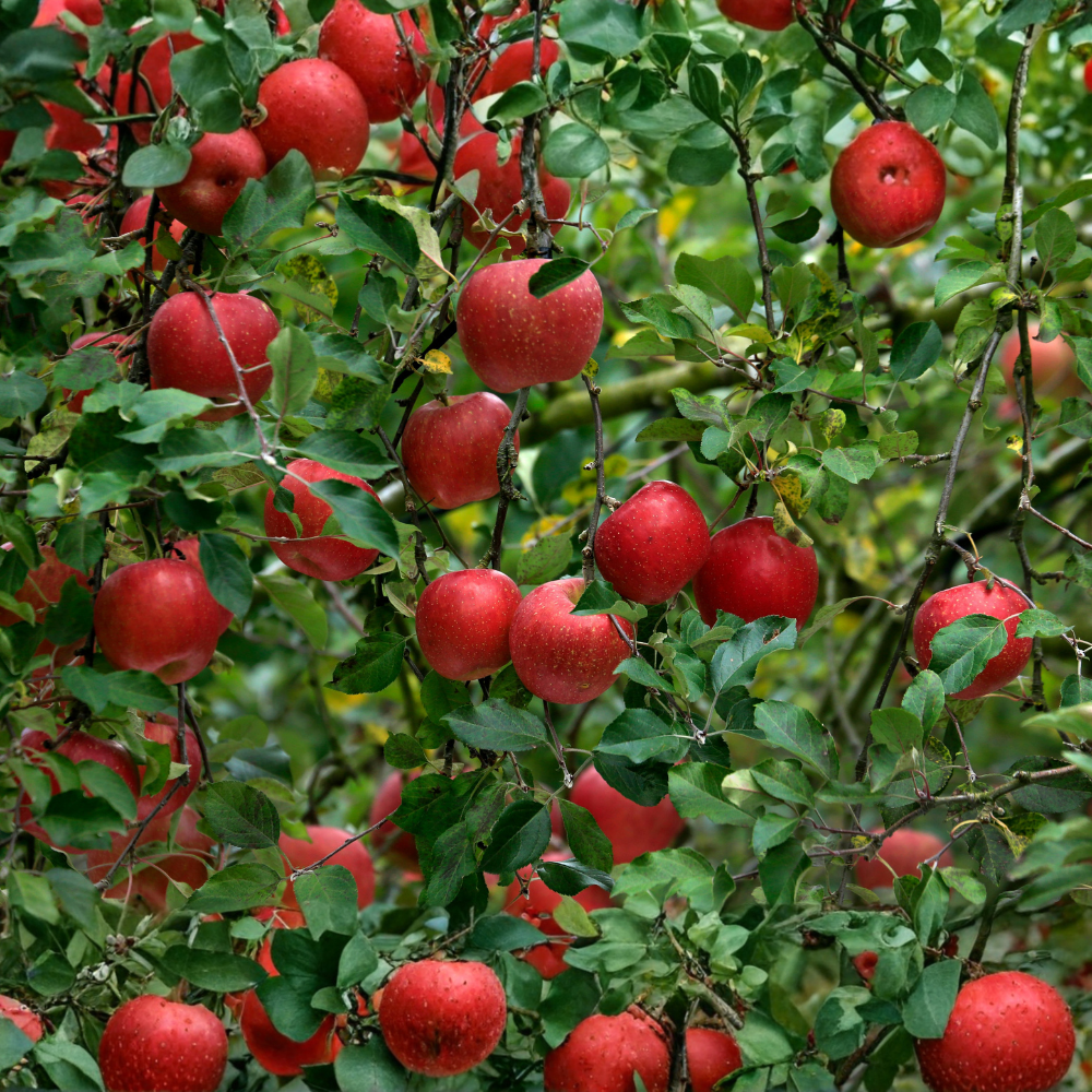 Zuilappel 'McIntosch'