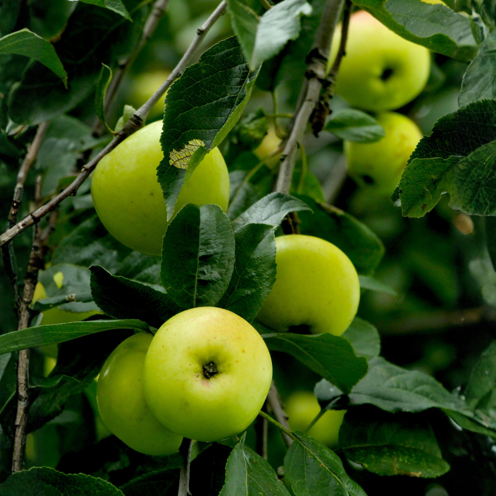 Apple tree 'Green Sensation' columnar tree