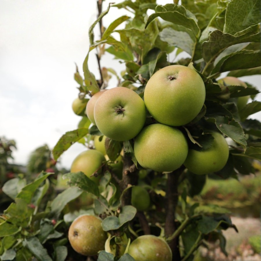 Pommier 'Gold Sensation' arbre colonnaire