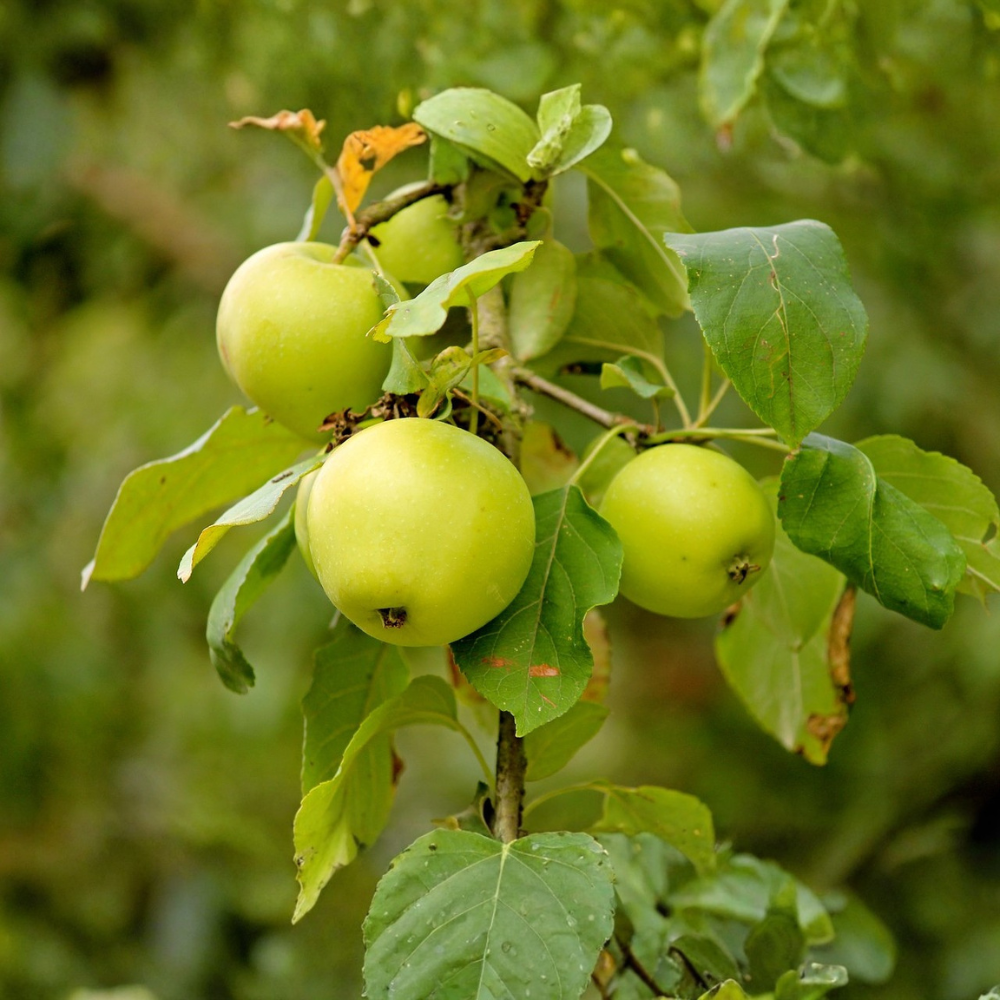 Pommier 'Green Sensation' arbre colonnaire