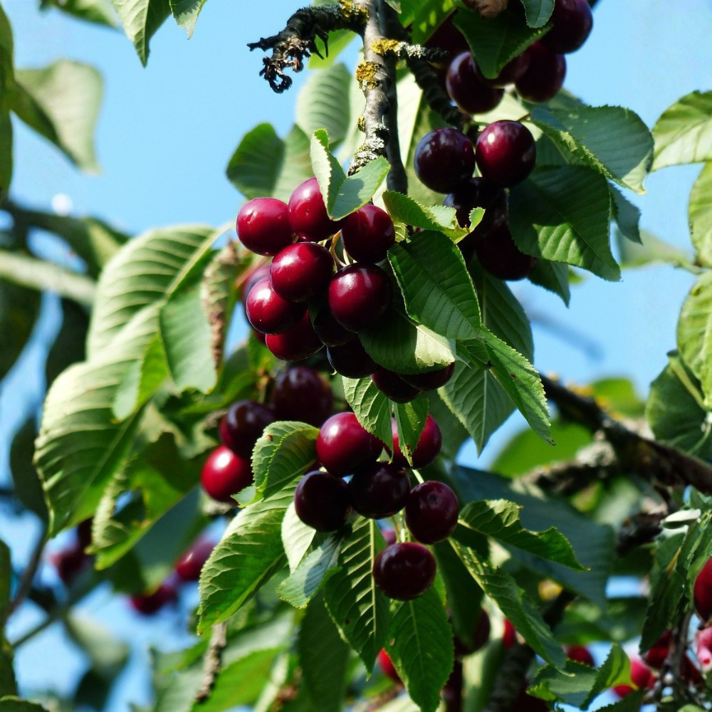 Cherry tree 'Sylvia' columnar tree