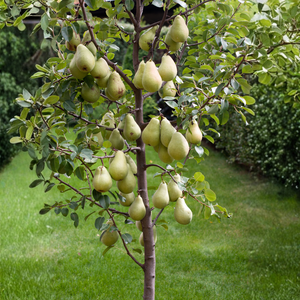 Pear tree 'Condo' columnar tree