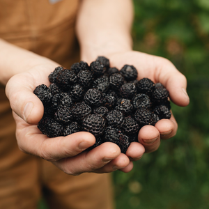 Framboisier noir 'Black Jewel' BIO - Tardif