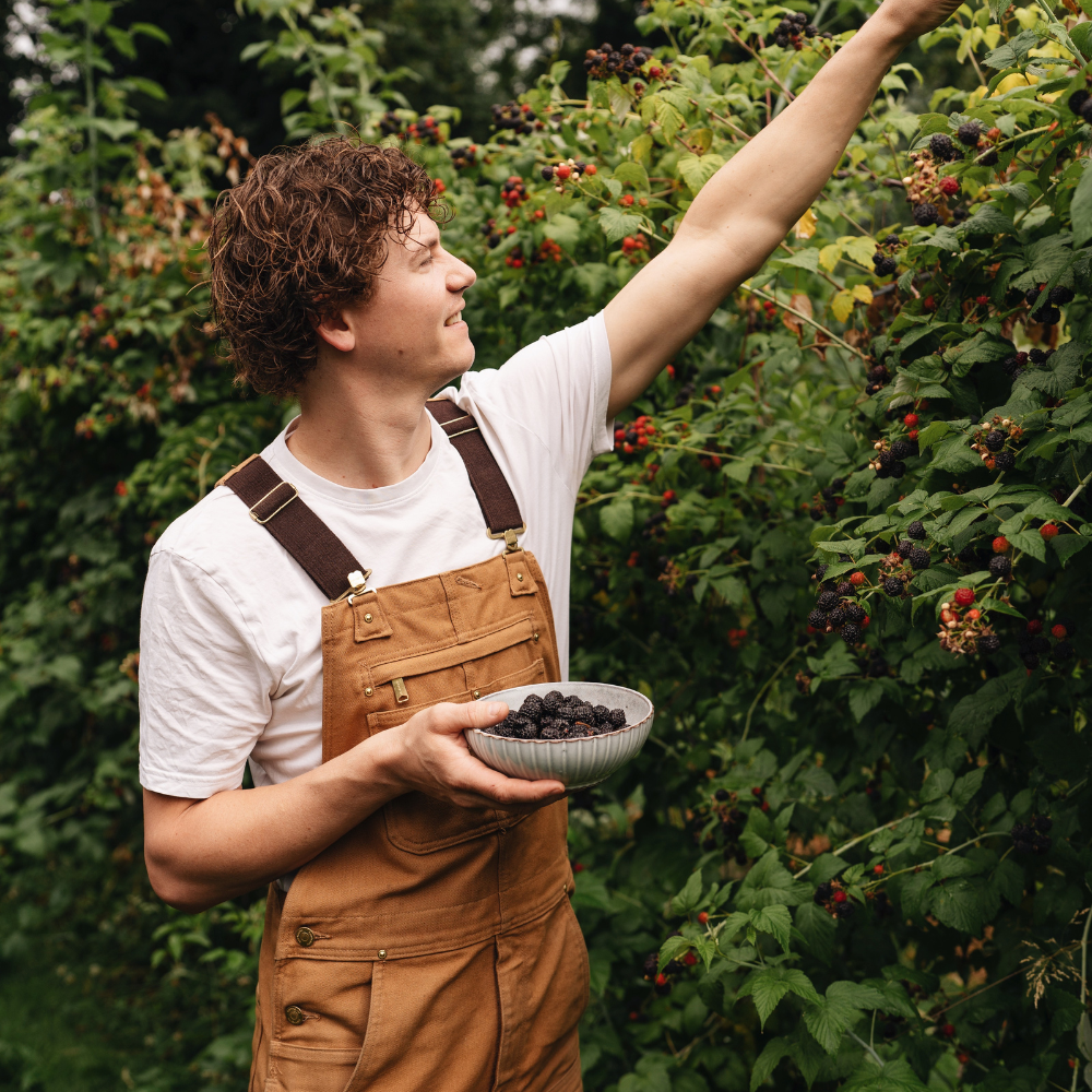 Tayberry (croisement framboise/mûre) BIO