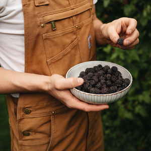 Framboisier noir 'Black Jewel' BIO - Tardif