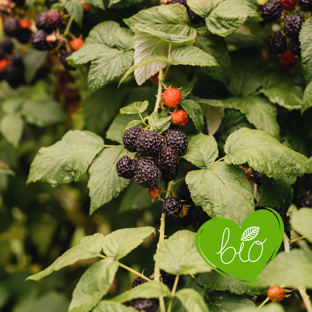 Zwarte framboos 'Black Jewel' BIO - Laat