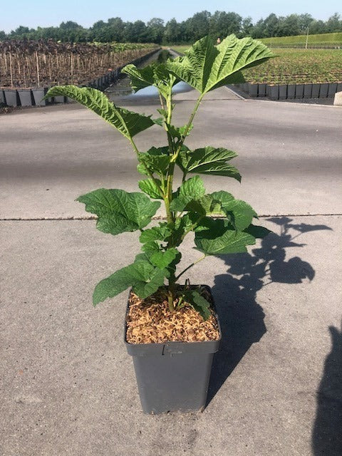 Framboisier Rubus i. 'Tour de Framboise en pot de 5L